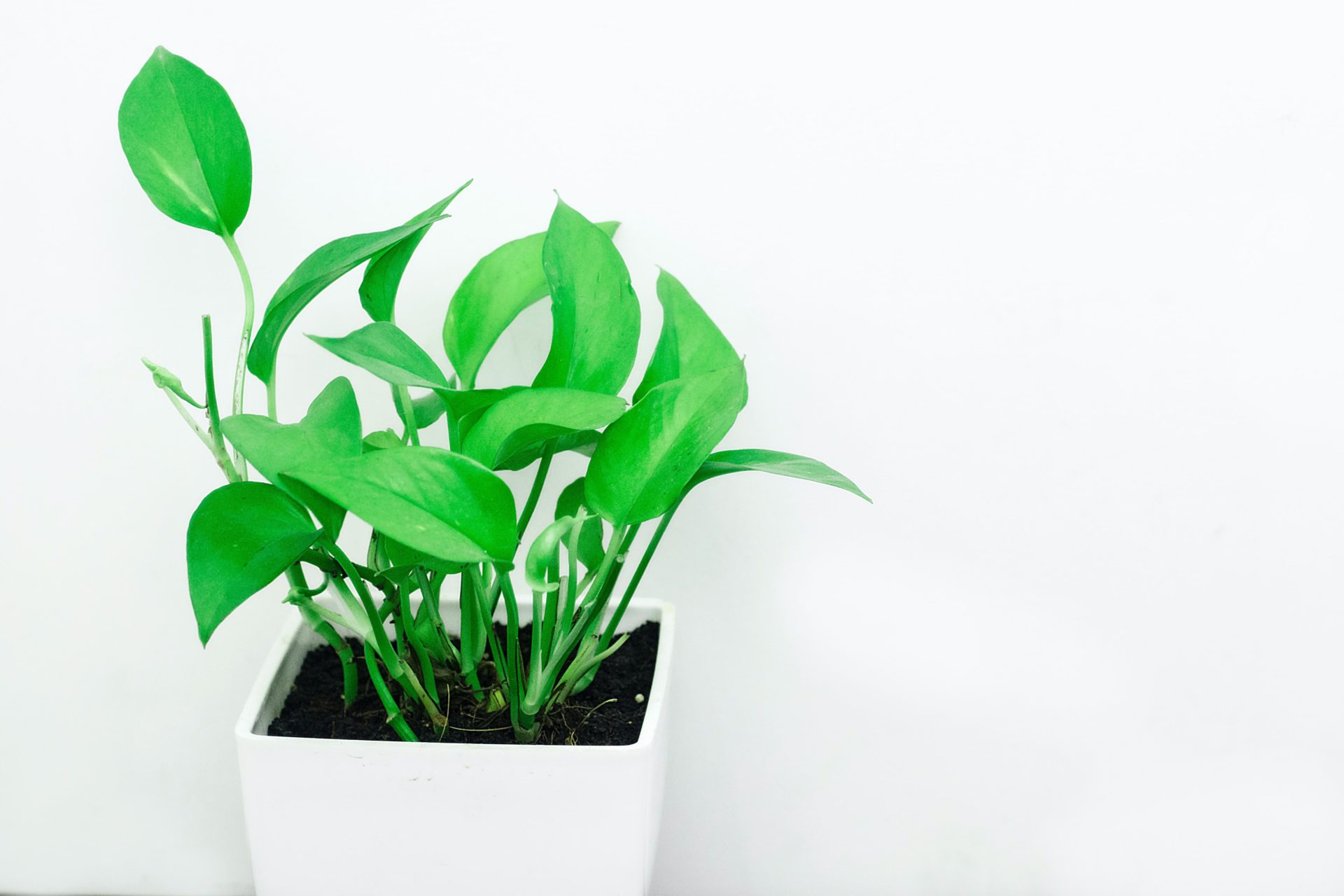 25 Hard To Kill Indoor Plants For Your Home My Modern Cave 