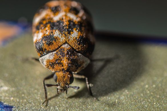 a carpet beetle feeding on a carpet