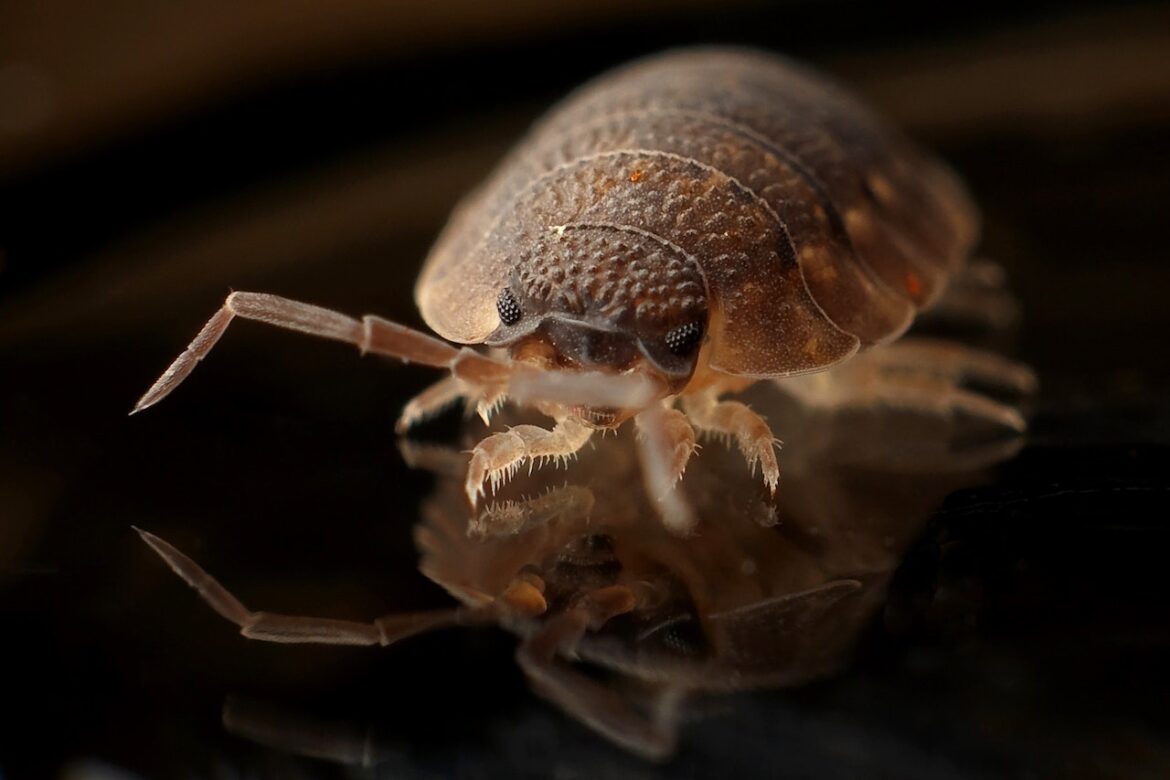 early sign of bed bug