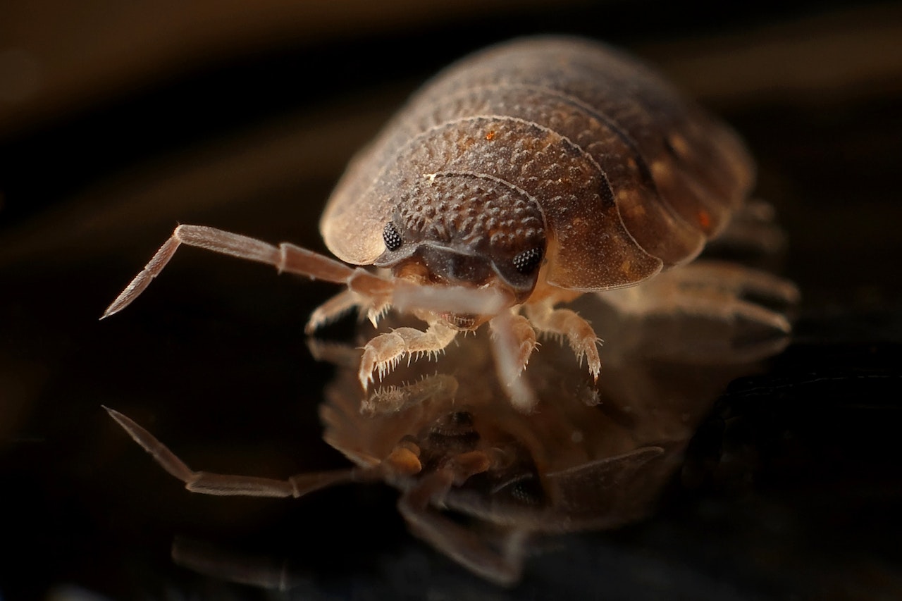 early sign of bed bug